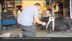 #TheMoment Strangers take in portly pet pig fleeing N.W.T. wildfires News Clip