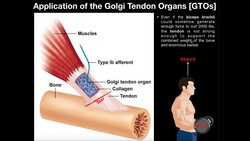 Function of Golgi Tendon Organs [GTOs] in Movement & Exercise Instructional Video