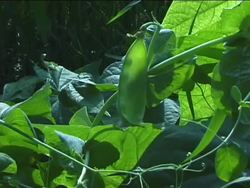 Heredity: the Father of Genetics Instructional Video