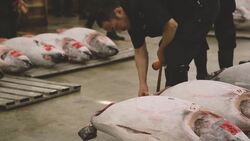 Tsukiji Fish Market Instructional Video