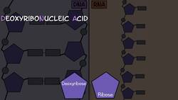 DNA vs RNA (Updated) Instructional Video