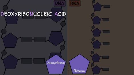 DNA vs RNA (Updated)