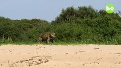 Male Jaguars Fight Hard For Territory Instructional Video