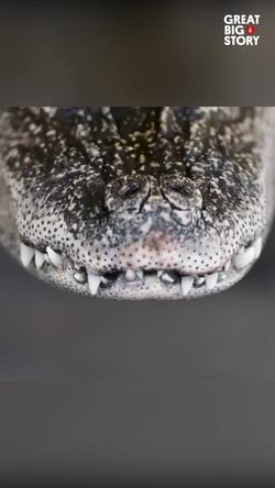 On the brink, the Chinese alligator's fight for survival Instructional Video