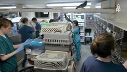 Saving NYC's birds at the Wild Bird Fund Instructional Video