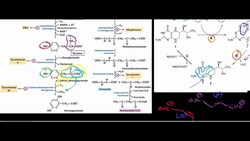 Phenylalanine, Tyrosine Catabolism to Acetoacetate Instructional Video