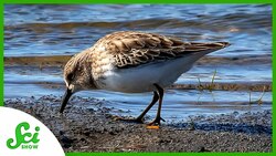 These Migrating Birds Fuel Up by Eating…Mud? Instructional Video