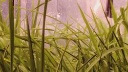 Climate Change And The Effect On Rice Instructional Video