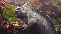 GODZILLA Lizard is REAL!? Instructional Video