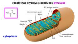 Cellular Respiration Part 2: The Citric Acid Cycle Instructional Video