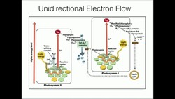 Photosystem I Functions: Electron Flow and Function Instructional Video