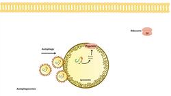 mTOR Signaling Pathway: Regulation by the Lysosome Instructional Video