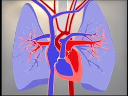 Circulation and Respiration Review Instructional Video