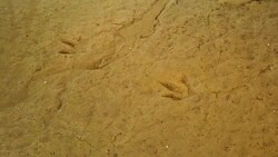 Fossilized footsteps of ancient animals on rocky surface, history, archaeology Stock Footage