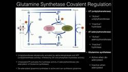 Covalent Regulation of Glutamine Synthetase Instructional Video