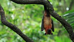 High Five Facts - Nocturnal Animals Choca Esos Cinco - Animales Nocturnos Instructional Video