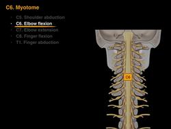 Myotomes and Peripheral nerves Instructional Video