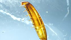 Legs of an Insect Stock Footage