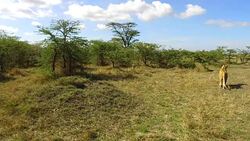 lioness hunting in savanna at africa Stock Footage