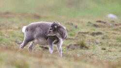 Svalbard Reindeer Stock Footage
