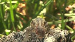 Omnívoro Instructional Video