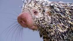 Meet Charlotte, The Prehensile-Tailed Porcupine from the Americas Instructional Video