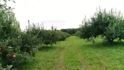 APPLE ORCHARD DRONE Stock Footage