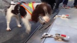 CLEAN : Deutsche Bahn trains dogs to help protect endangered species News Clip