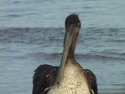 ¿Qué es un ave?: recapitulando Instructional Video