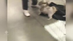 Pets get help in evacuation centre News Clip