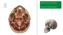 Tongue level Instructional Video