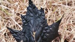 Photographer moved by burnt symbol of Canada News Clip