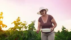 An elderly woman collects raspberries at sunset. Organic food. Stock Footage