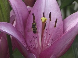 Actividades de las plantas: polinización y fecundación Instructional Video