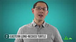 MouthPeeing and 5 Other Extreme Turtle Traits Instructional Video