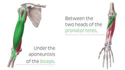 Median nerve Instructional Video