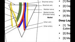 Boundaries & Contents of the Cubital Fossa Instructional Video