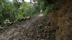 Woman trail runner running on tropical forest trail in the morning Stock Footage