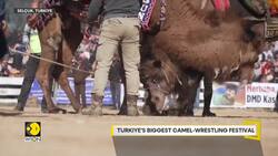 Turkey's Camel-Wrestling Festival: Roots in nomadic culture Instructional Video