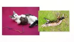 ¿Dónde fue el Big Bang? Instructional Video