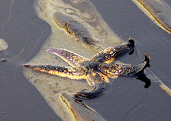 Oil Spills - Ecological Effects Instructional Video