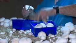 CLEAN : Paris's mushroom farmers fight to keep traditions alive News Clip