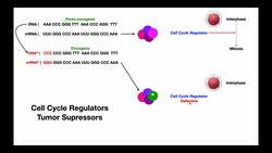 Cell Cycle Regulators & Tumor Suppressor Genes | Proto-oncogenes & Oncogenes Instructional Video