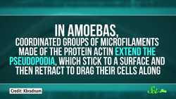 9 of the Weirdest Sperm Adaptations Instructional Video