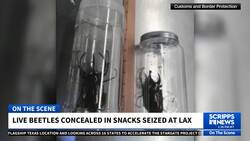 Dozens of giant live beetles disguised as Japanese snacks intercepted at LAX News Clip