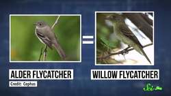 What Makes a Species a Species Instructional Video