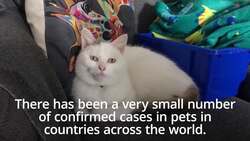 What you need to know about cats and coronavirus News Clip