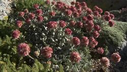 Yosemite Nature Notes 16: Sky Islands Instructional Video