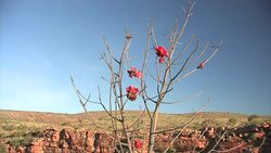 Tropical flowers and view of river in Mornington sanctuary Stock Footage