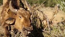 Murder, corruption and cattle barons in Kenya Instructional Video